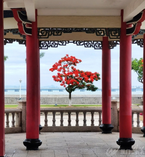 鳌园凤凰花开（何文鸿摄影）.jpg