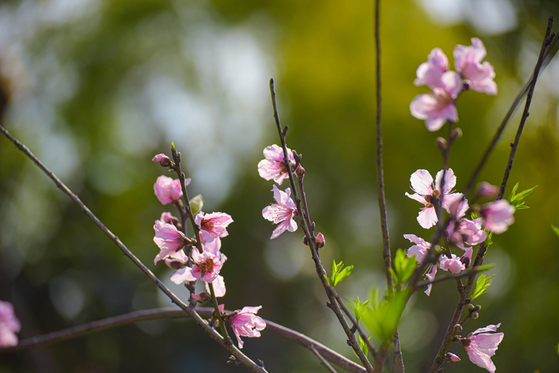环杏林湾公园（集美万达段）盛开的桃花（林志杰摄影）-1494.jpg