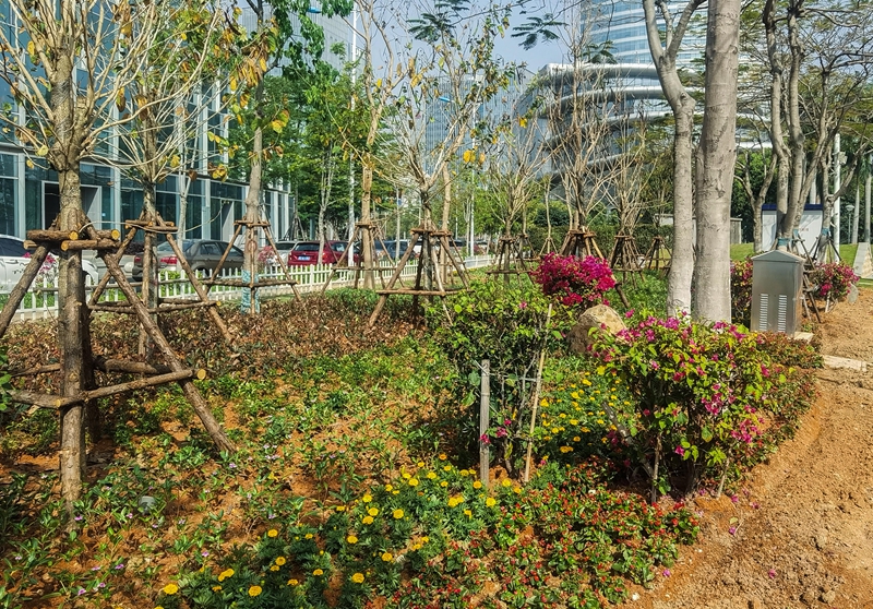 杏林灣商務(wù)中心桐林四路左側(cè)節(jié)點增植已基本完成。圖為，新增植的花帶（林志杰攝影）.jpg