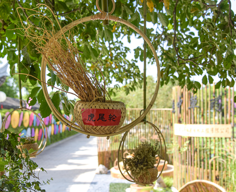 2020.6.24：6月25日“穎藝杯”中草藥植物科普展在園博苑開展。圖為，展出的各種中草藥植物（林志杰攝影）-5.jpg
