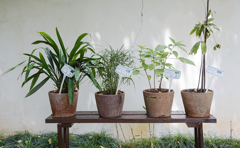 2020.6.24：6月25日“穎藝杯”中草藥植物科普展在園博苑開展。圖為，展出的各種中草藥植物（林志杰攝影）-16.jpg