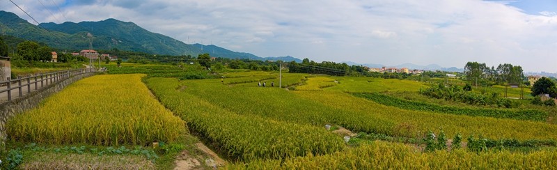 灌口田頭村仙景社水稻成熟，本月下旬將集中收割（林志杰攝影）-57.jpg