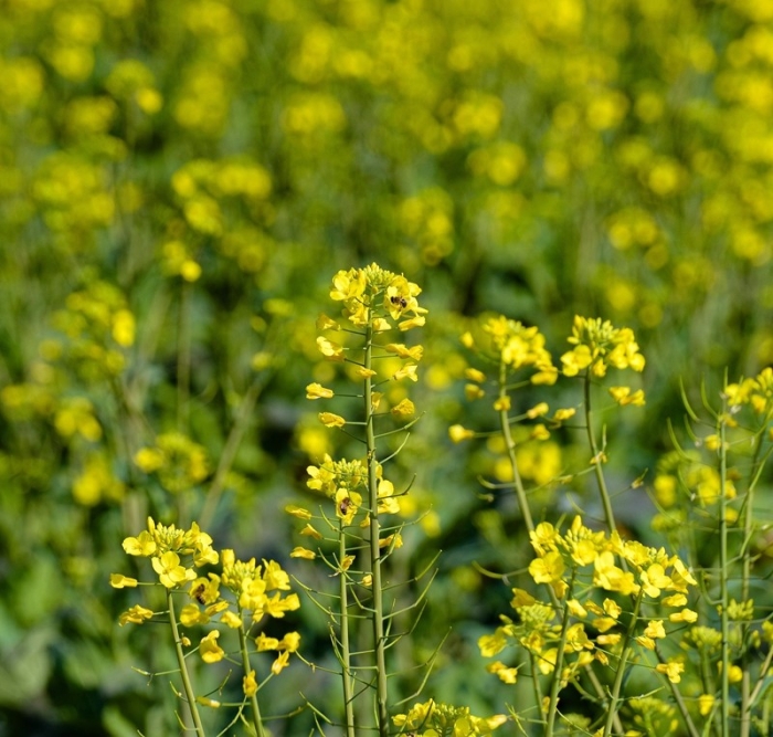 春光好，农事忙。图为 ，后溪新村农田间盛开油菜花。(林志杰摄影）-3.jpg