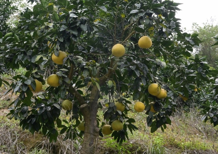 经过近四年的培育，泰国青柚挂满了枝头（吴觅亮摄）.JPG