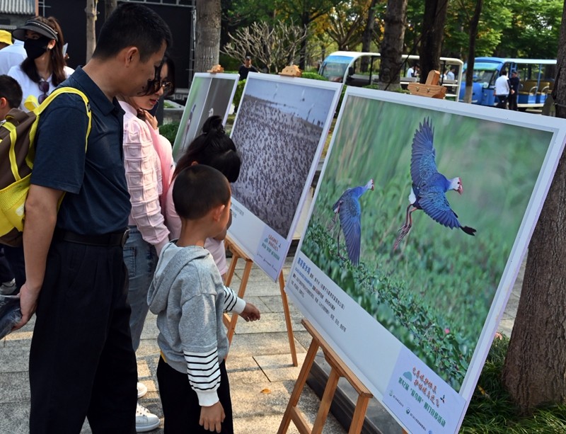 参与活动的亲子家庭在观看“爱鸟周”活动宣传展板（吴觅亮摄）.JPG
