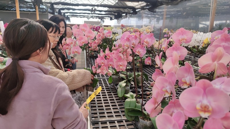 市民游客購買年宵花（林小芬攝）.jpg