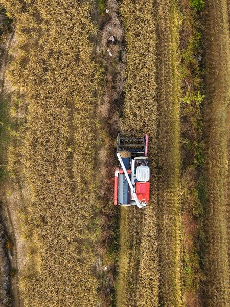 田头村120亩规模化种植水稻成熟。图为，收割机在田间收割水稻。（林志杰摄影） (44 - 51).jpg