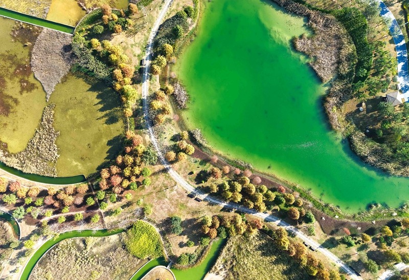 在双溪湿地公园，落羽杉高低错落，换装节奏不一，仿佛大自然打翻的调色盘。（林志杰摄影） (5 - 44).jpg