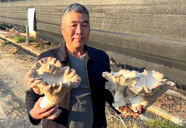 农场种植的灵芝菇喜获丰收2（受访者供图）.jpg