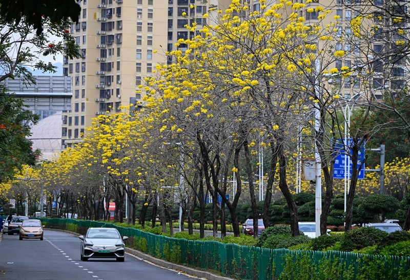 杏锦路道路两侧，盛开的黄花风铃木成为两条黄色花带。（林志杰摄影）-17.jpg