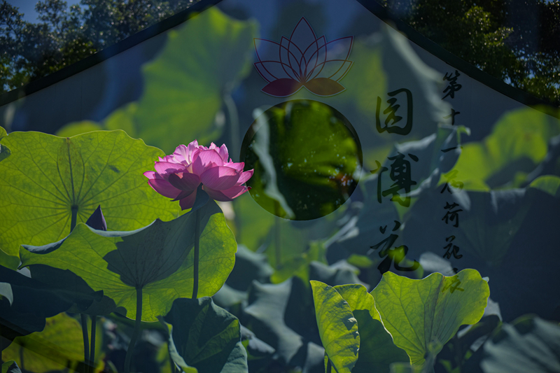 厦门园博苑第十一届荷花展开展，展期一个月。（林志杰摄影） (3 - 7).jpg