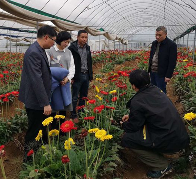 长势良好的非洲菊受疫情影响严重滞销（区农业农村局供图）.jpg