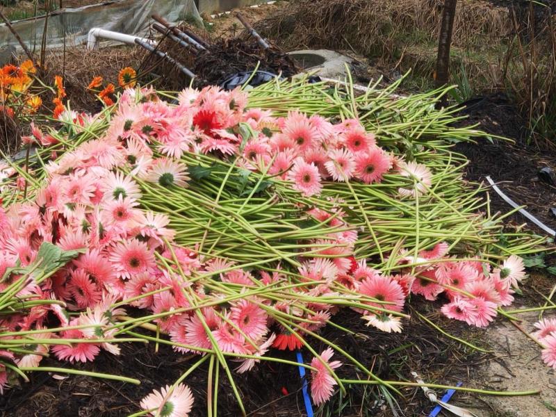 花农不得不忍痛把花期已过的鲜花采摘扔掉（区农业农村局供图）2.jpg