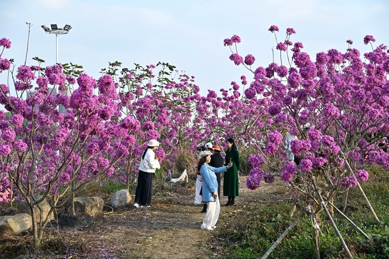 后溪溪西村230亩紫风铃迎来盛花期  成为打卡热门地。（林志杰摄影） (33 - 59).jpg